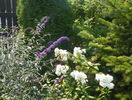 buddleja Blue Empire - a supravietuit iernii