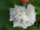 hibiscus syr. Jeanne dArc