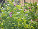 magnolia Susan