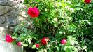 DSC01185 (2)