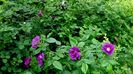 Rhapsody in Blue