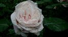 DSC01190