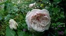 DSC01191