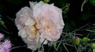 DSC01194