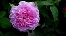 Ispahan