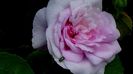 DSC01213