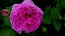 Rose de Rescht?