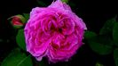 DSC01220