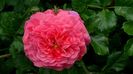 Christopher Marlowe