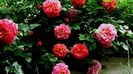 DSC01251