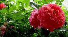 DSC01254