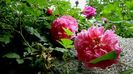 DSC01257