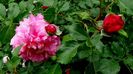 DSC01265