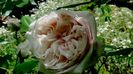 DSC01296