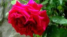 DSC01323