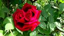 DSC01329