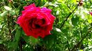 DSC01330