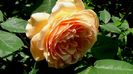 DSC01350