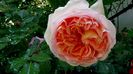 Abraham Darby