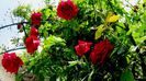 DSC01399
