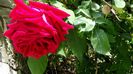 Crimson Glory CLB.