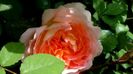 DSC01420