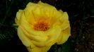 Friesia