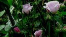 DSC01496