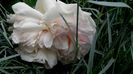 DSC01504