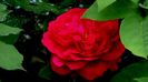 DSC01516