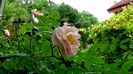 DSC01523