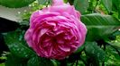 Mme Louise Odier