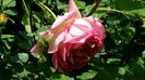 DSC01553
