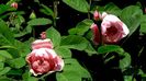 DSC01556