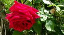 Crimson Glory