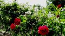 DSC01587