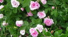 Ispahan
