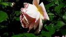 DSC01558