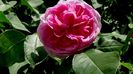 Gertrude Jekyll