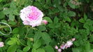 DSC01631