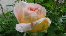 DSC01643