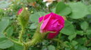 DSC01654