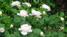 DSC01695