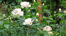 DSC01703