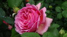 DSC01711