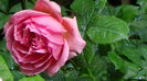 DSC01716