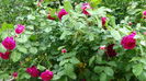 DSC01719