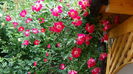 DSC01729