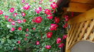 DSC01730