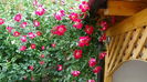 DSC01731